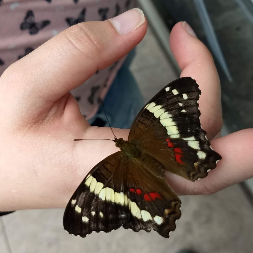 Insect Adventures