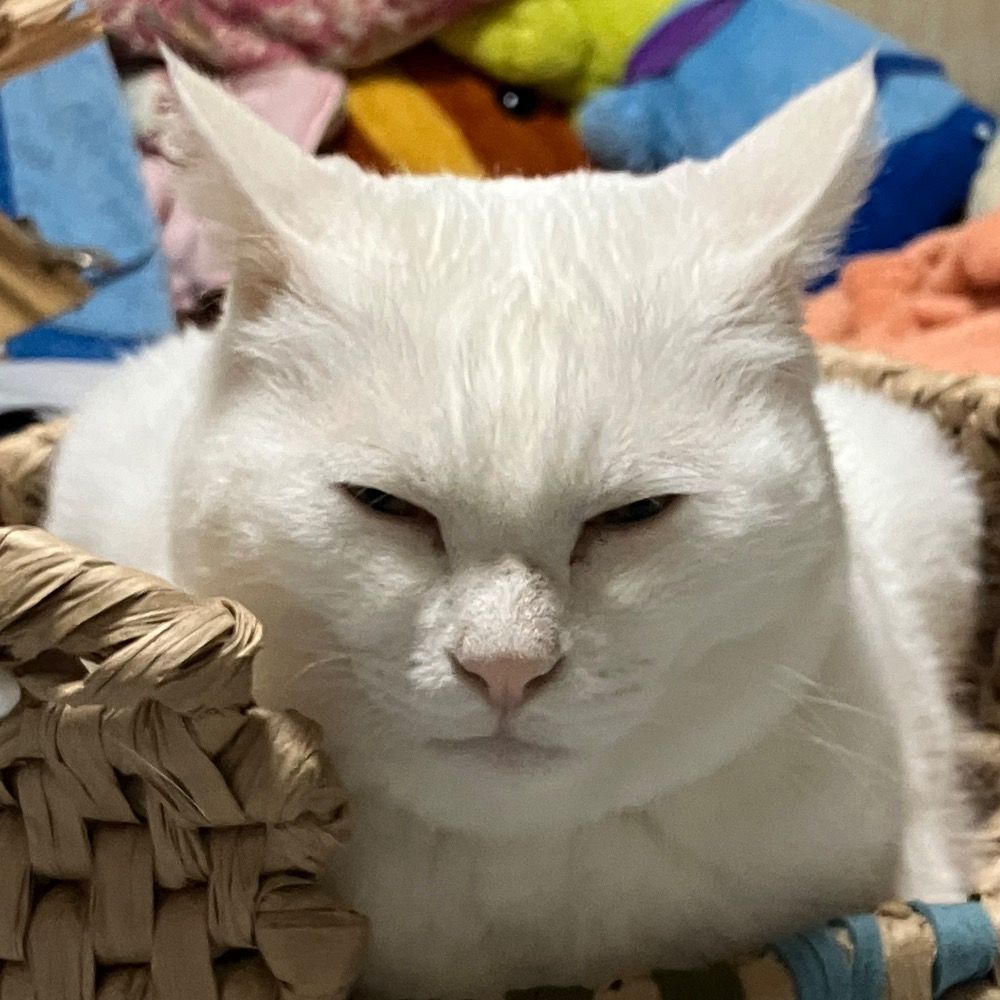 ちょろぽん