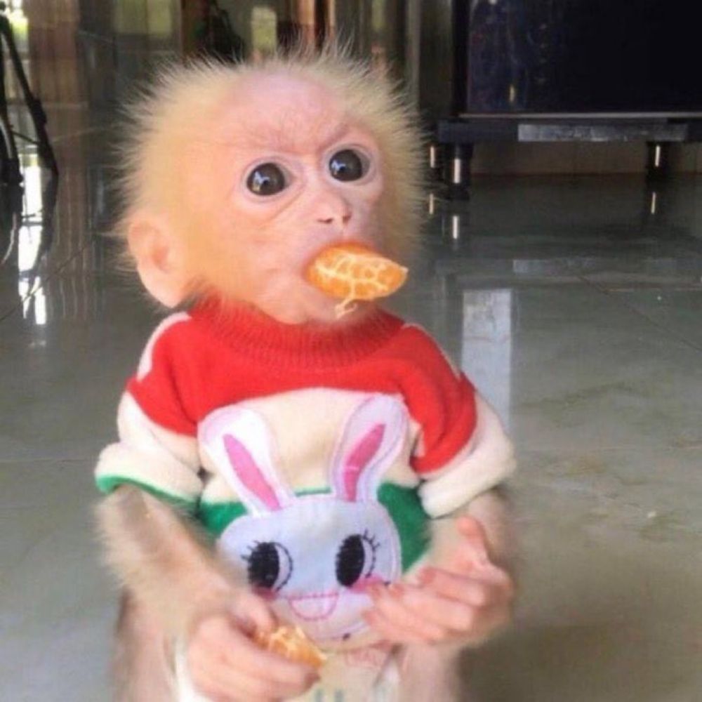 Óleo de bebê do Diddy 