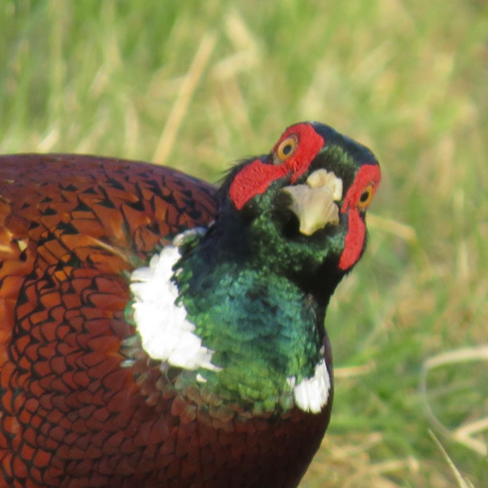 Tufty Duckies