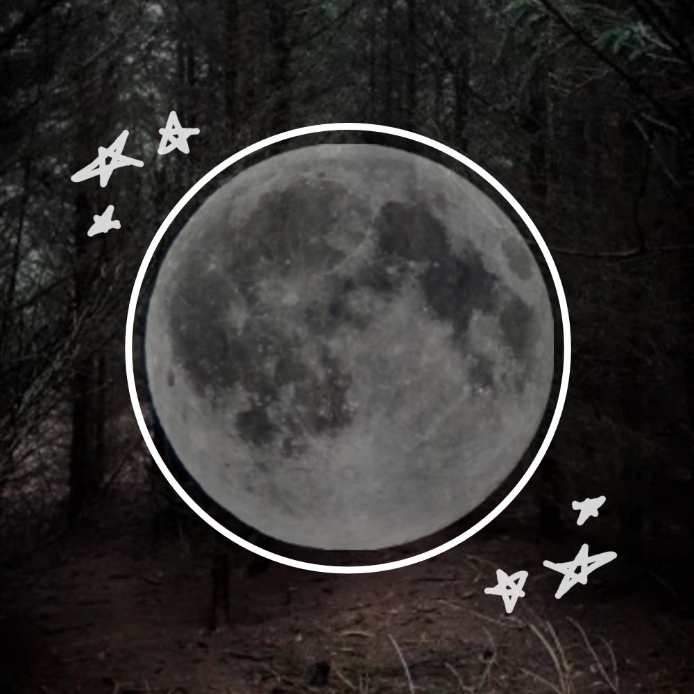Dark Forest of The Gods
