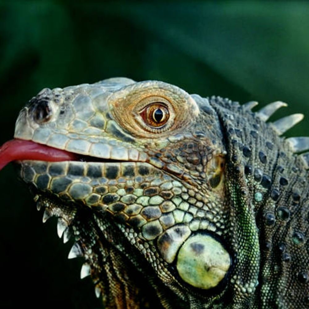 Veruguana