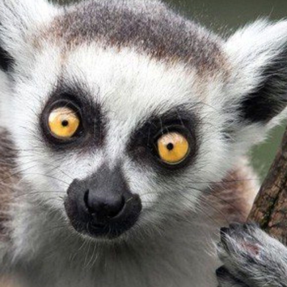 Semanticlemur
