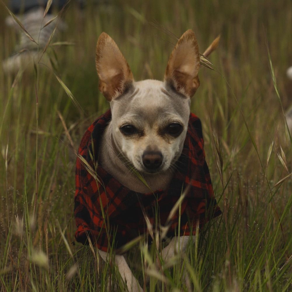 Dobby Ribeiro Addington, o unico.