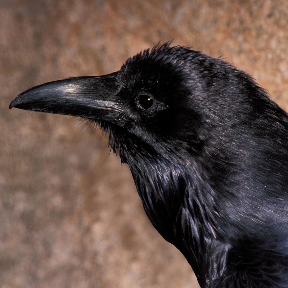 Inquisitive Raven