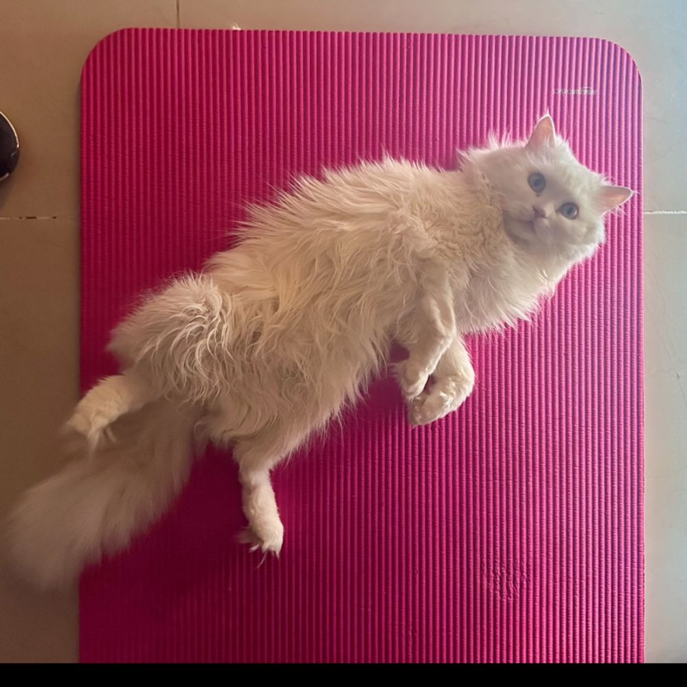 Zu - 9 year old Persian Runt