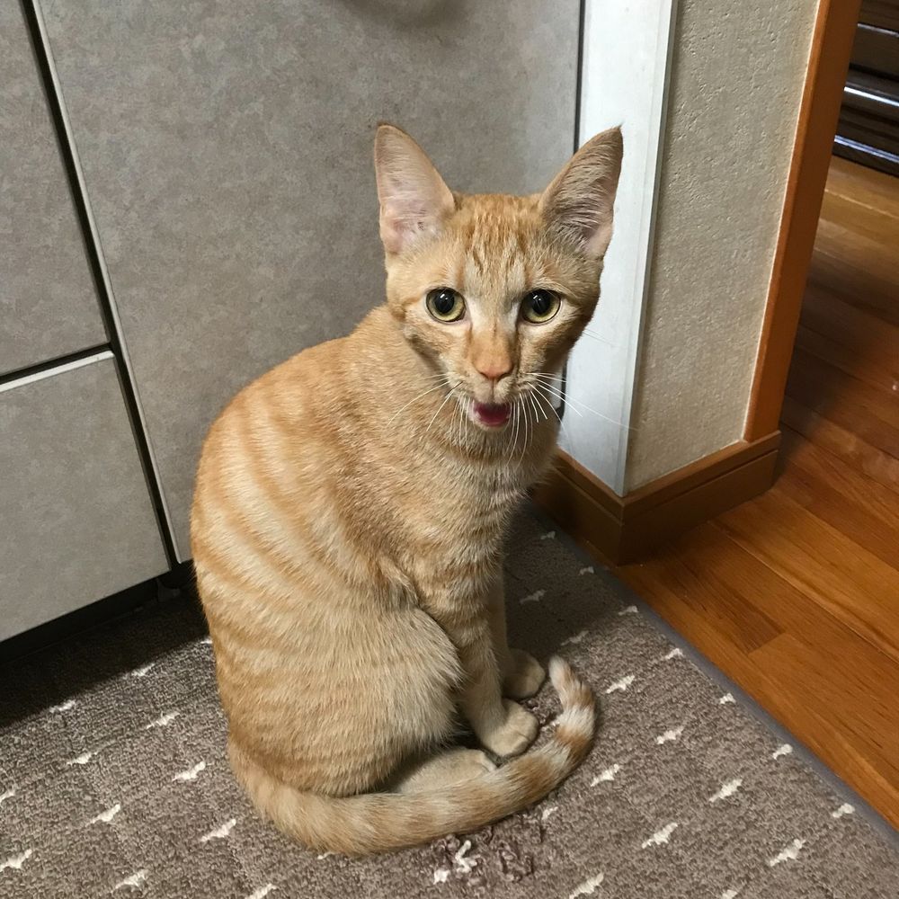 めうル