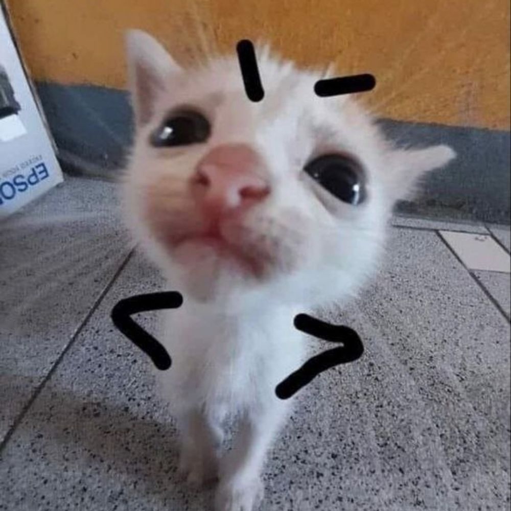 leemeow