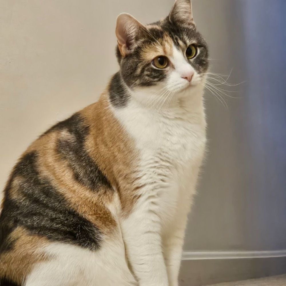 two-calicos.bsky.social