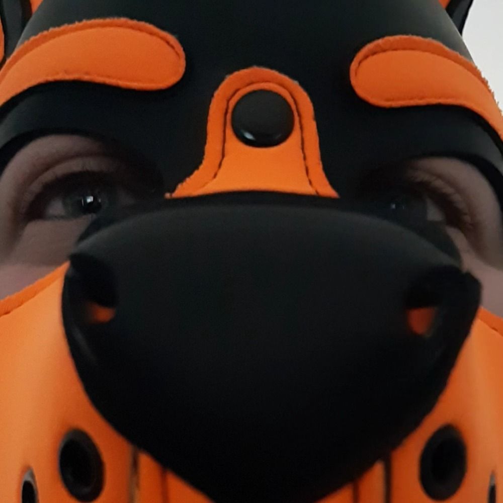 CuriousCub