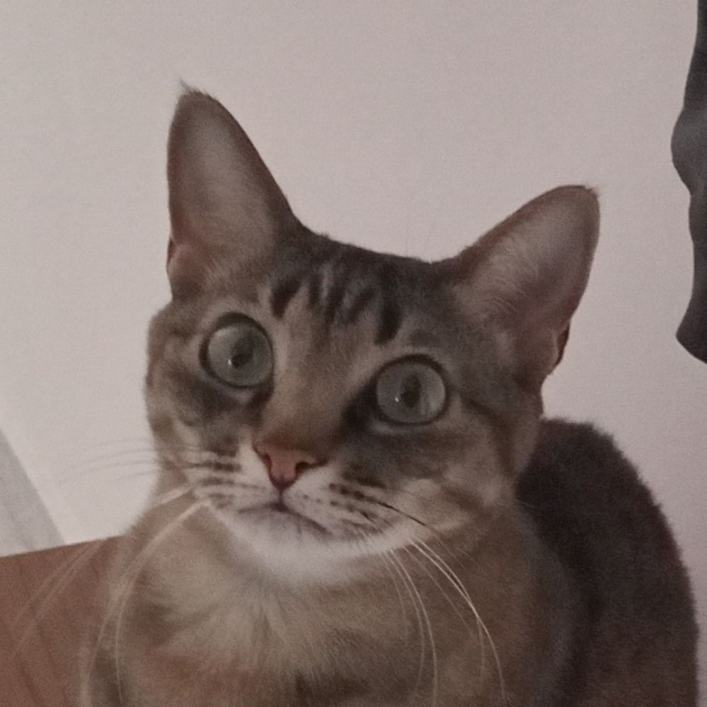 Girassolzinho