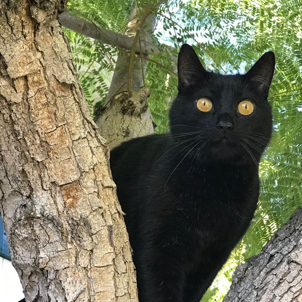 Cranecat