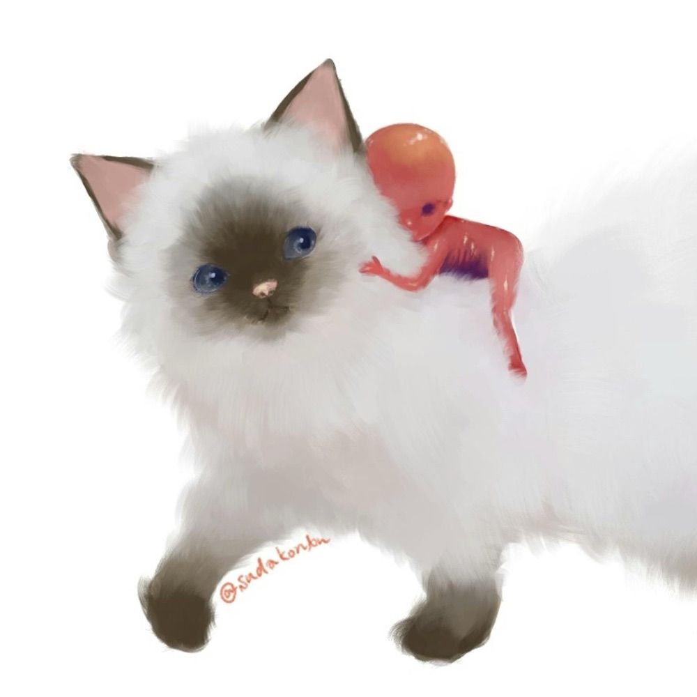 🍓すだこんぶ🍅