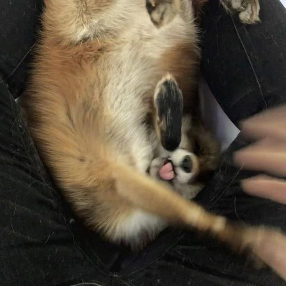 Kou 🦊