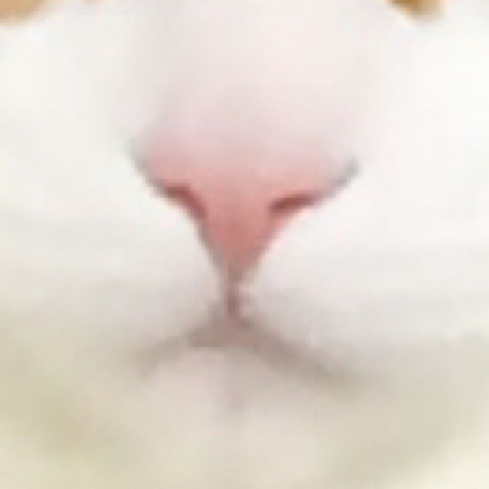 ryn🐈
