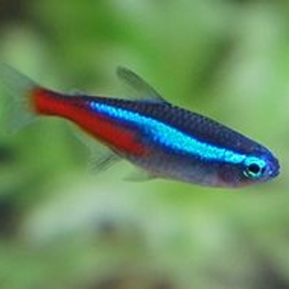 発光四面体 -neon tetra-