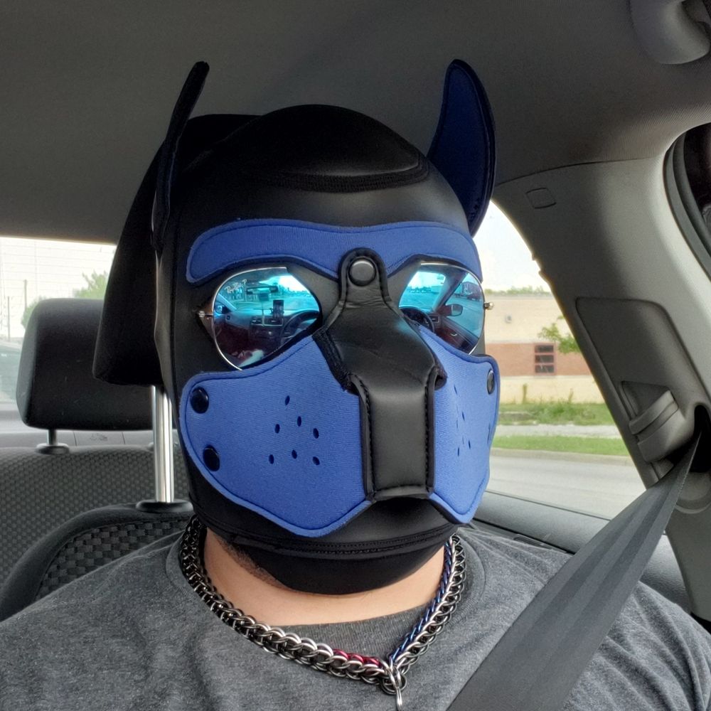 The Bara Puppy