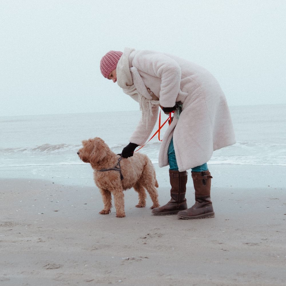 Suus_de_labradoodle