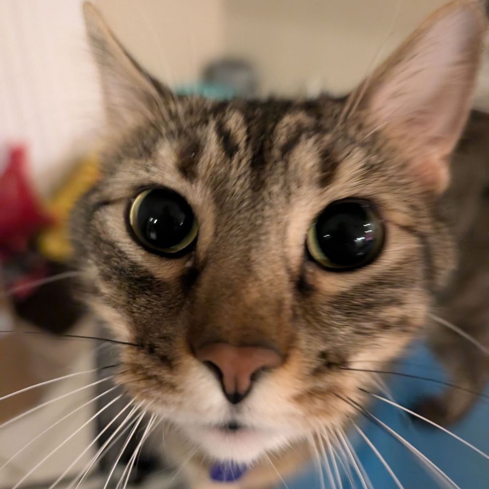 Cat <3