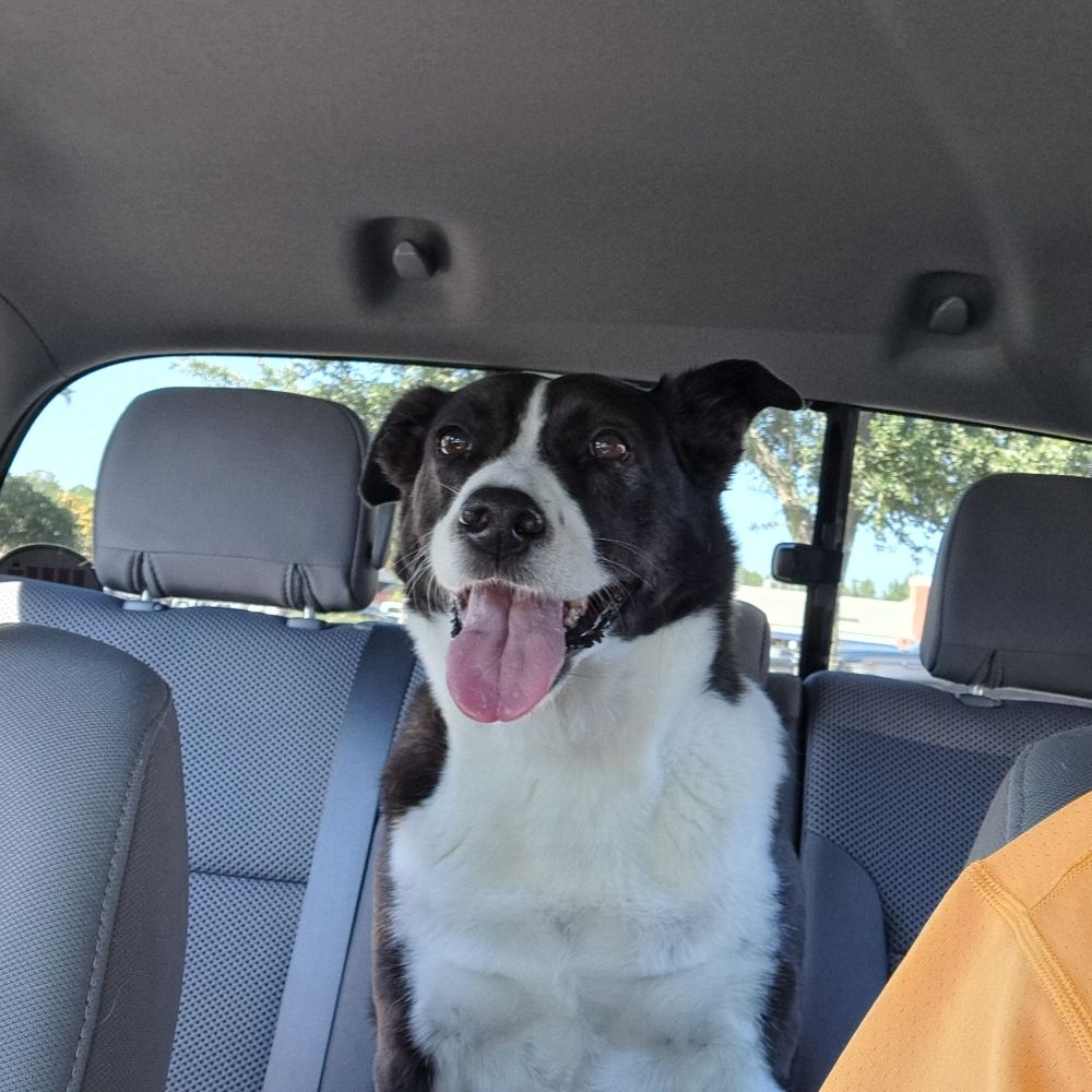 Seadog