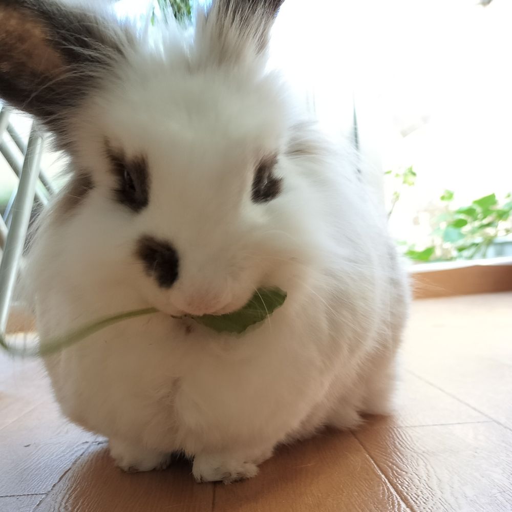 miiuuu