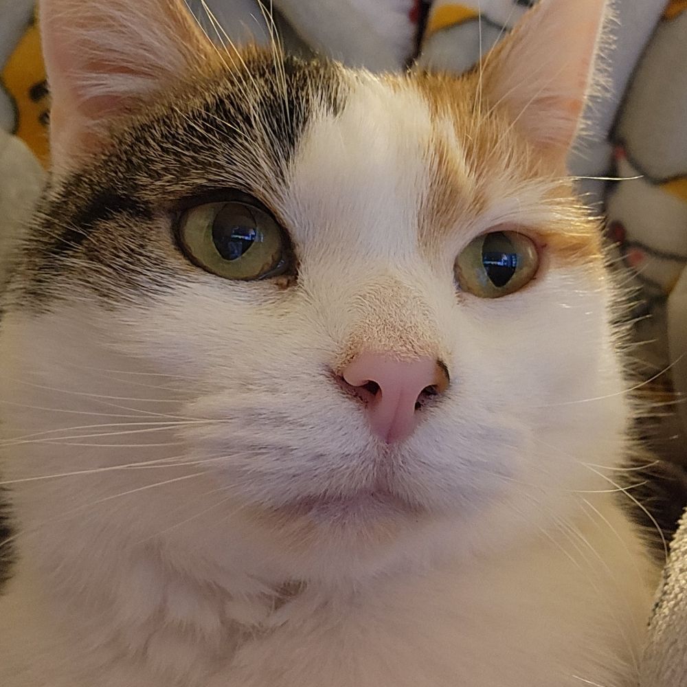 Kay