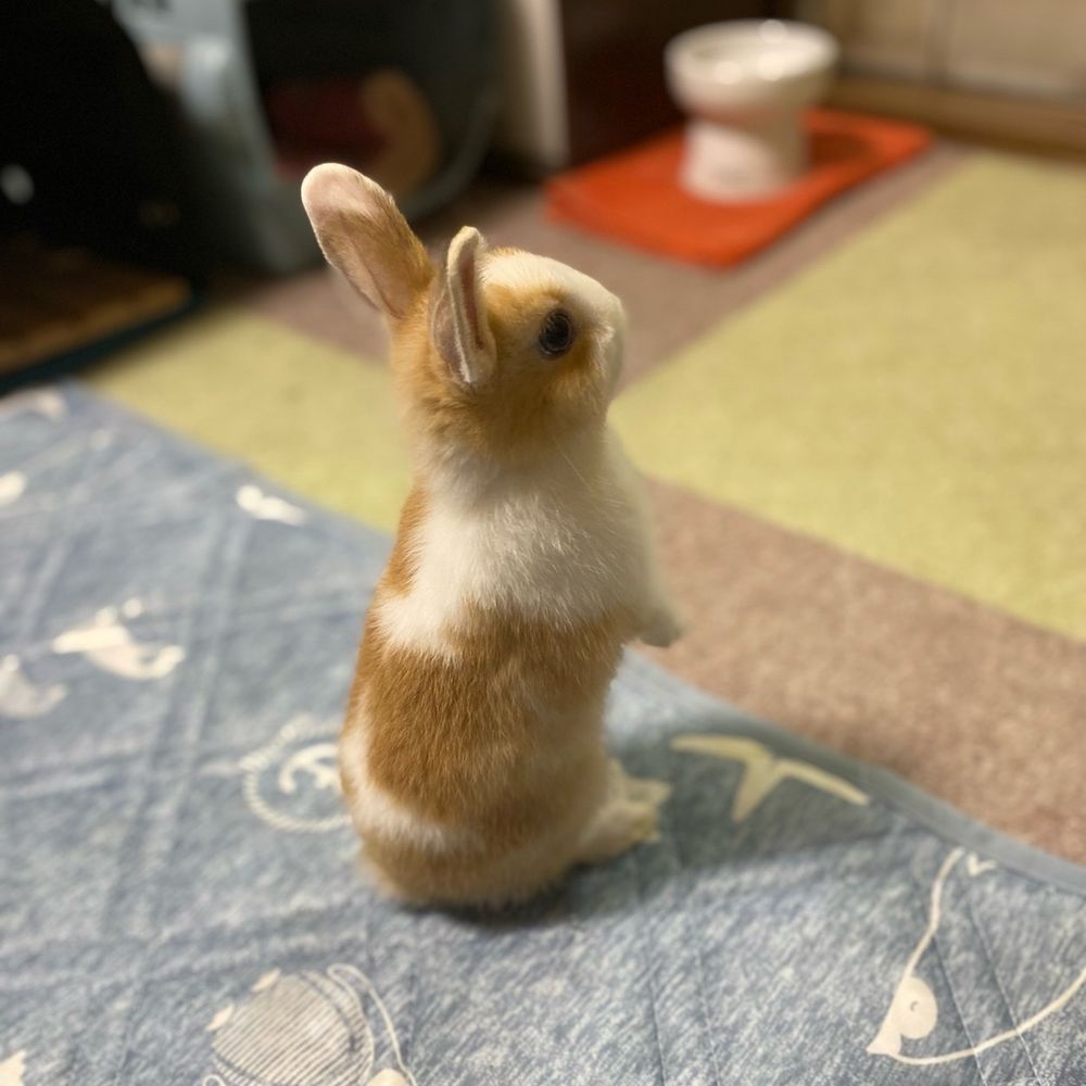 なぎさあられ
