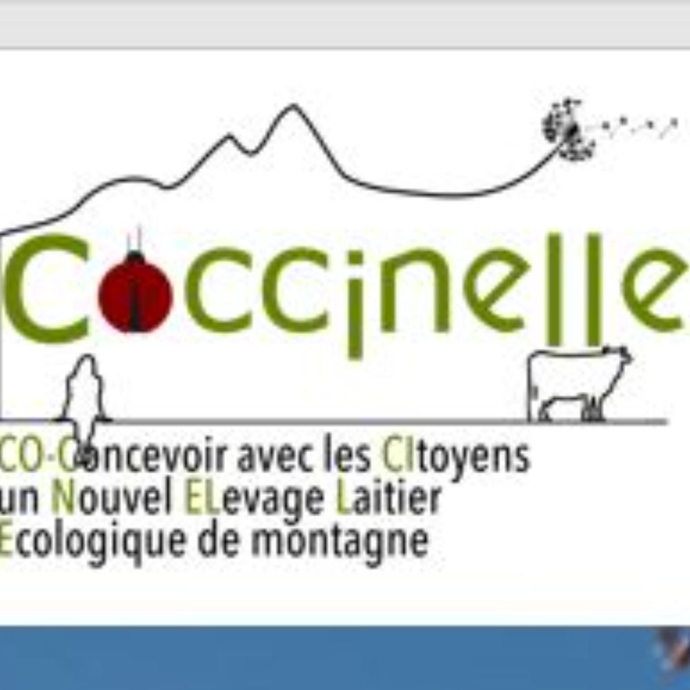 Coccinelle