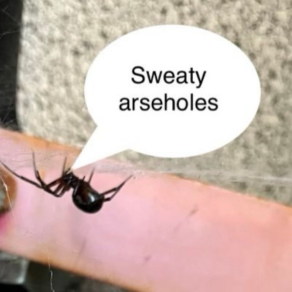 Sweary Spider