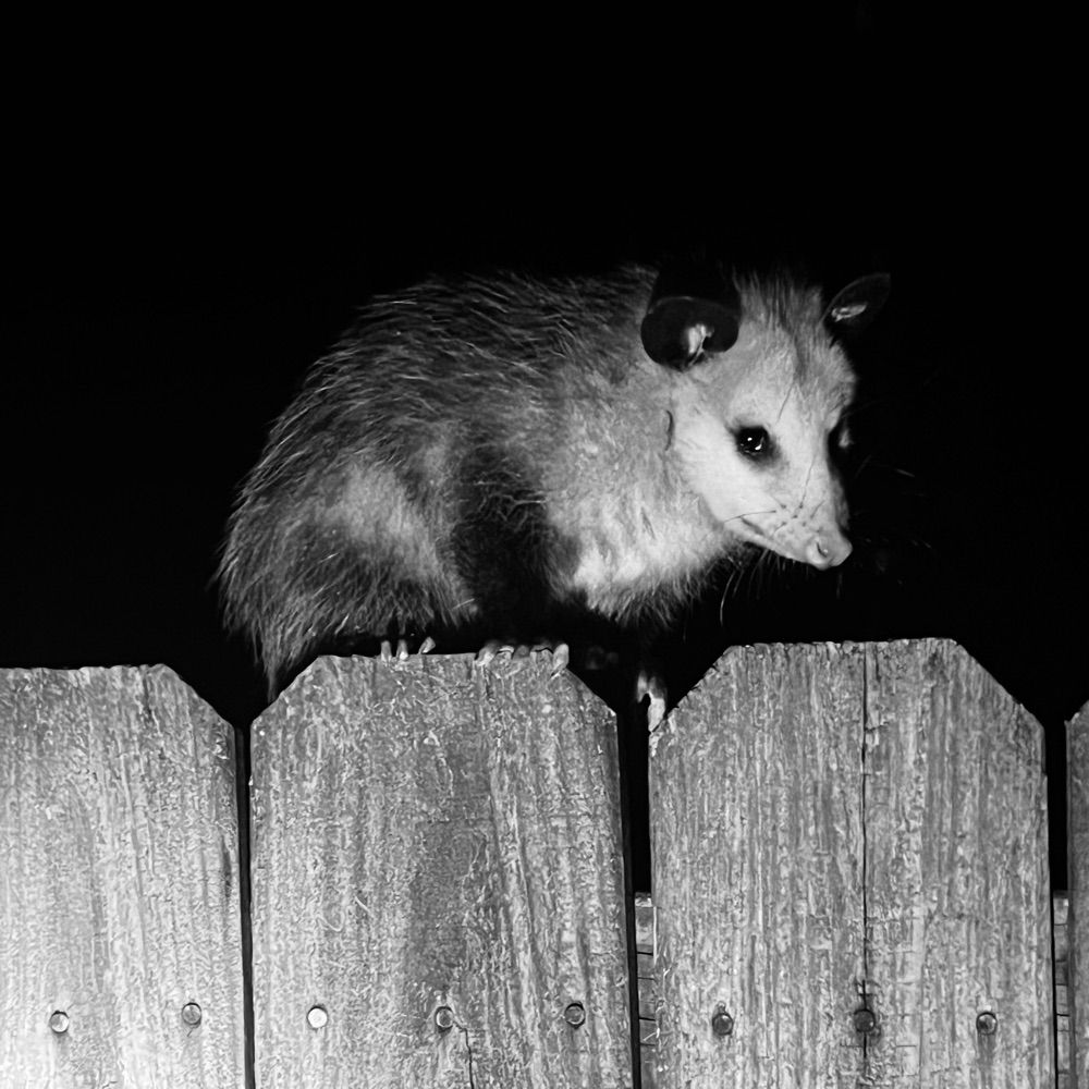 Possum