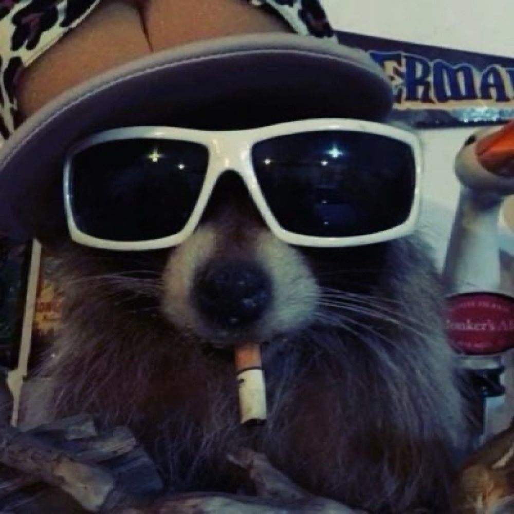 MOLLY !!! 🦝