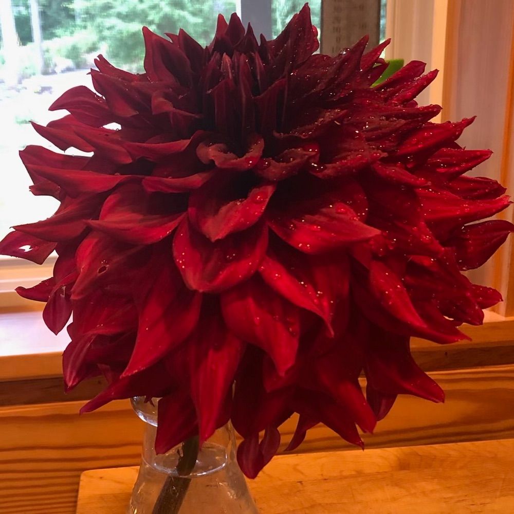 anne-tentional.bsky.social