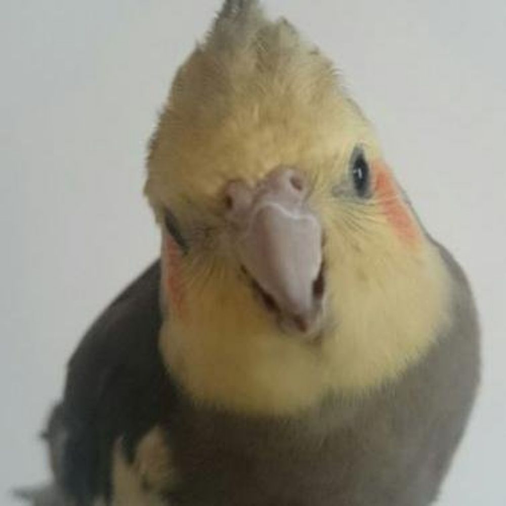 るか