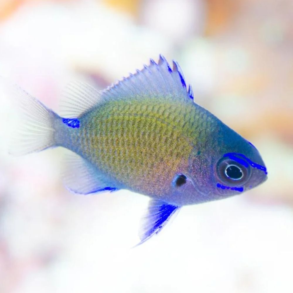 迷子の魚
