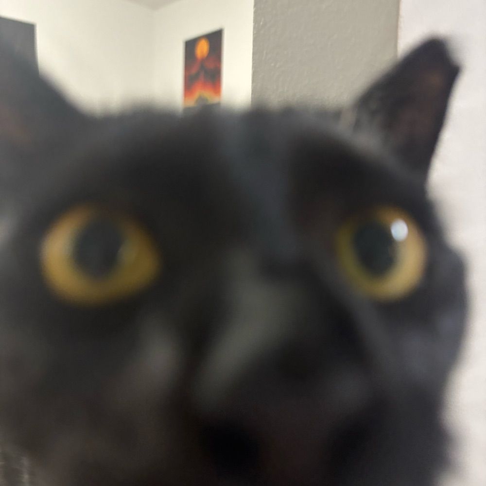 Nika 🐈‍⬛