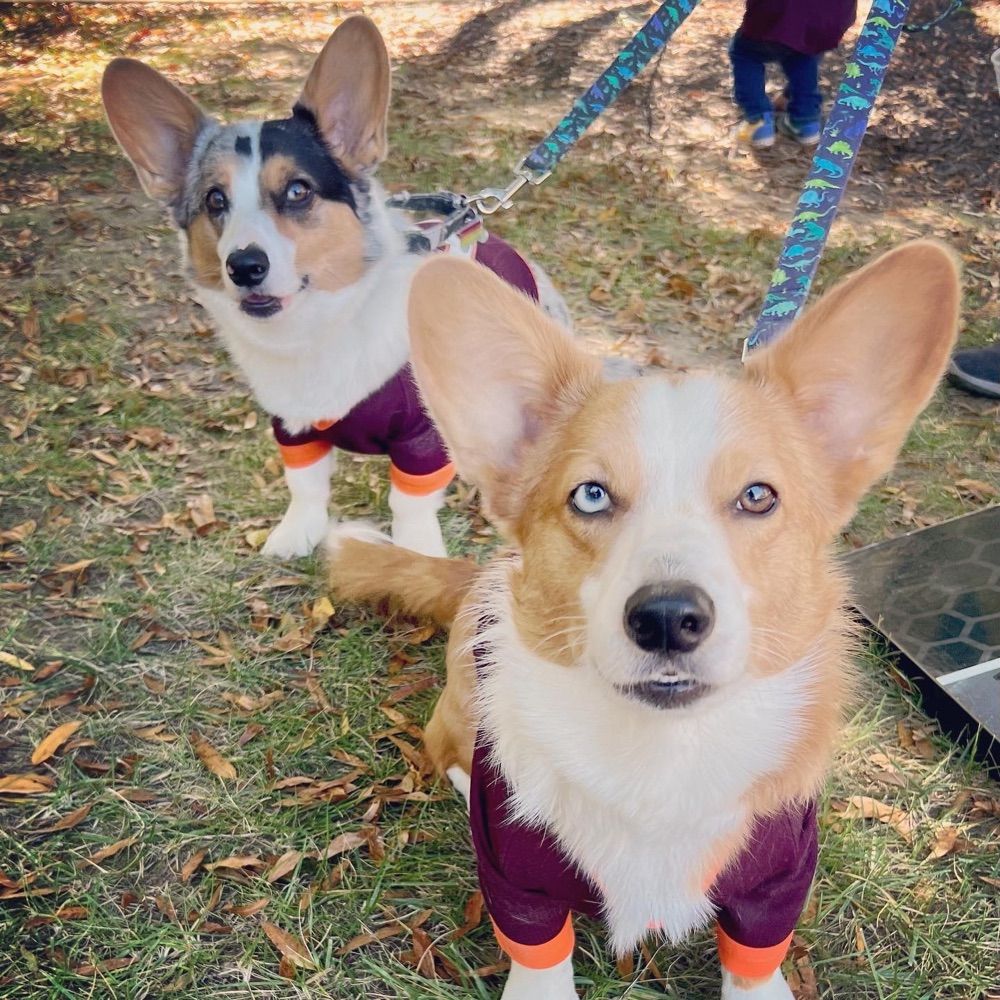 Dogtor Hokie