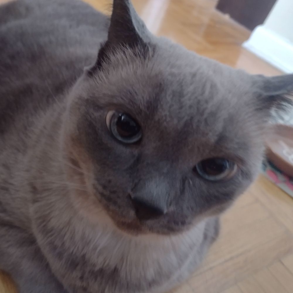 Coco Bean Chanel XIIIth, esq