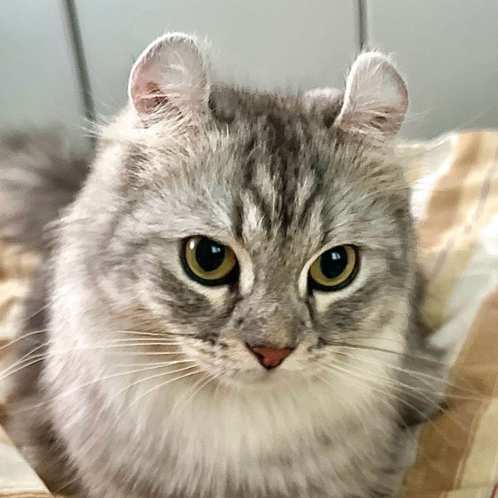 🍒츄비🍓chubi🐱