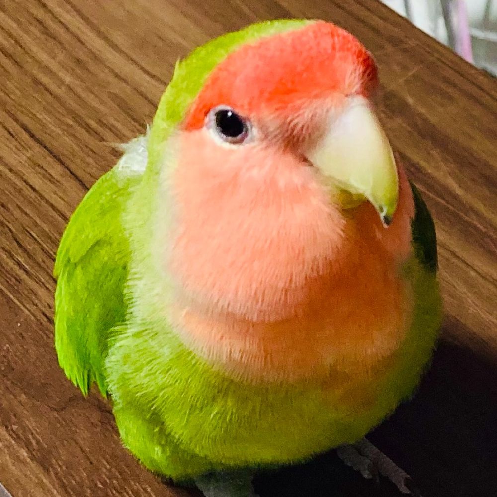 しのぶ
