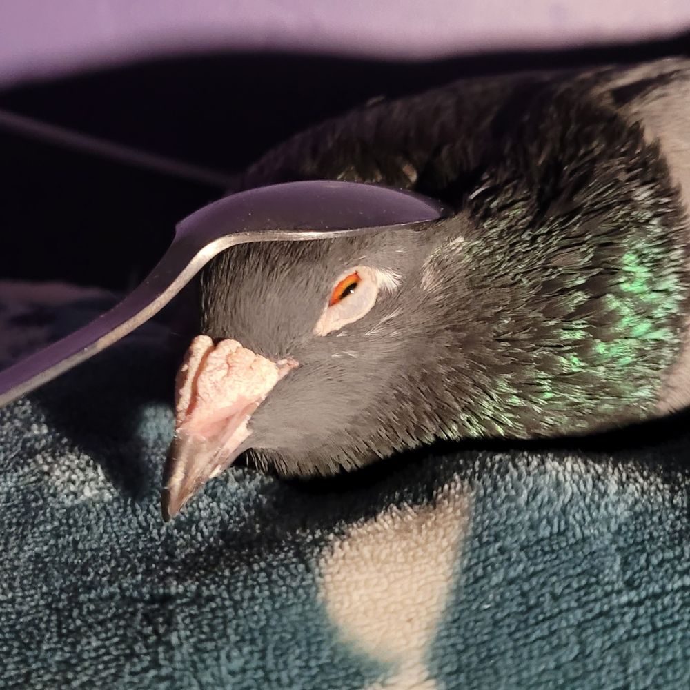 pigeon