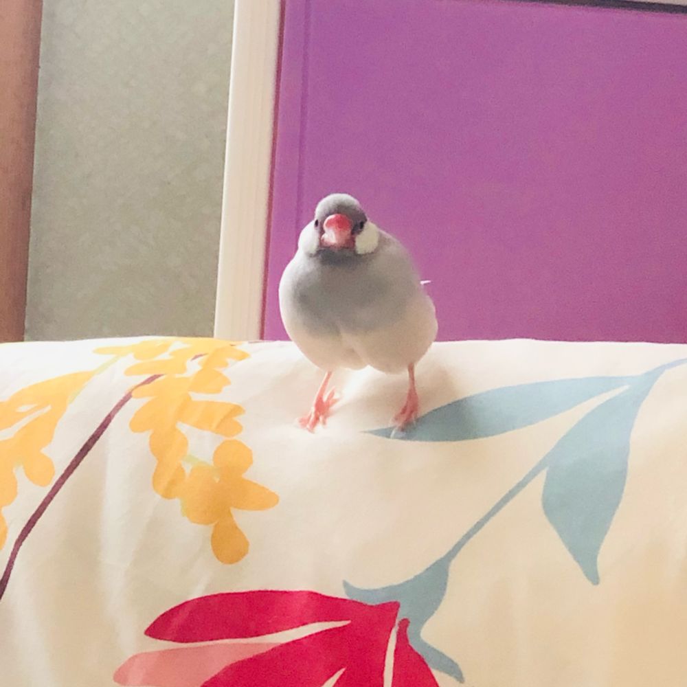 ゆっこりん