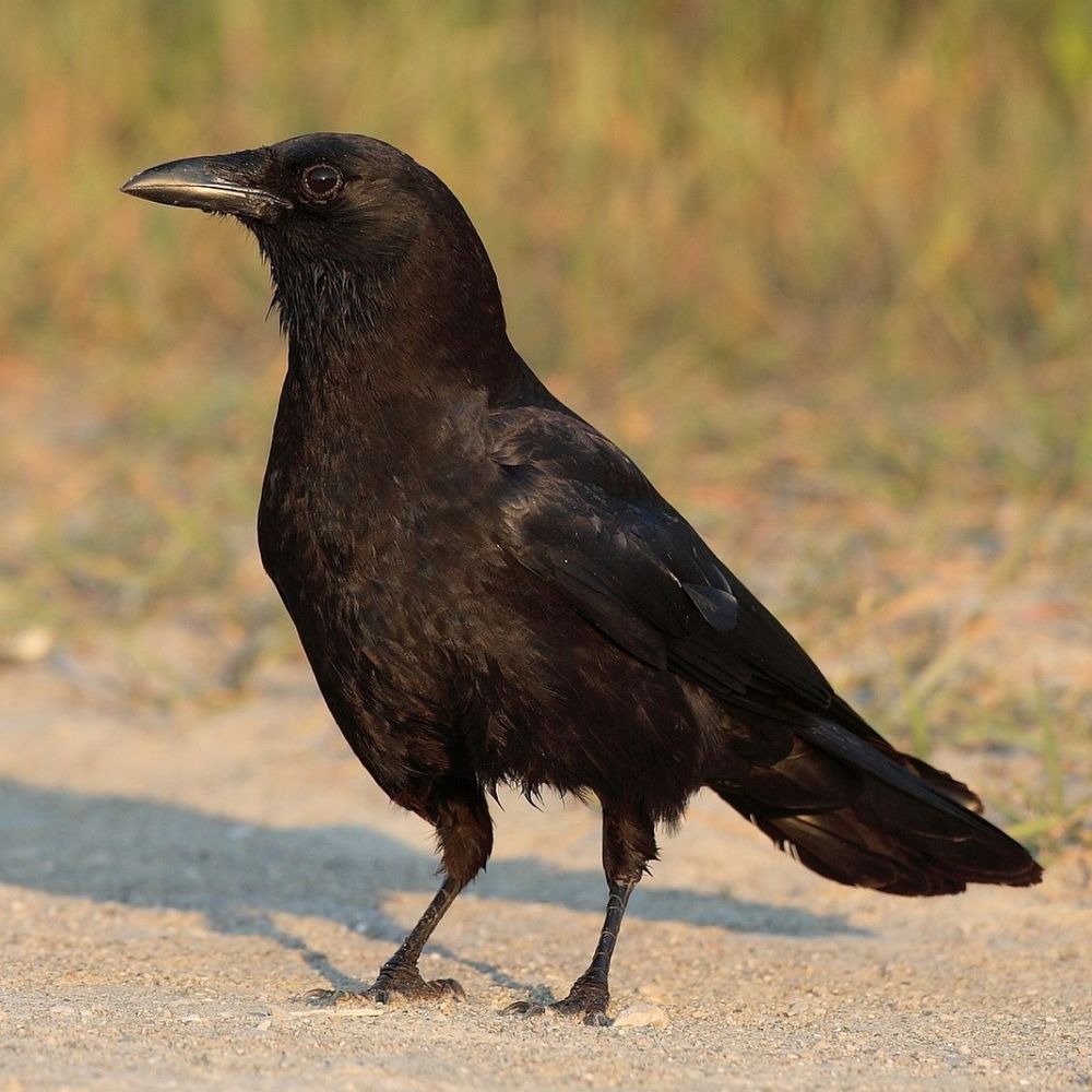 Darkbird