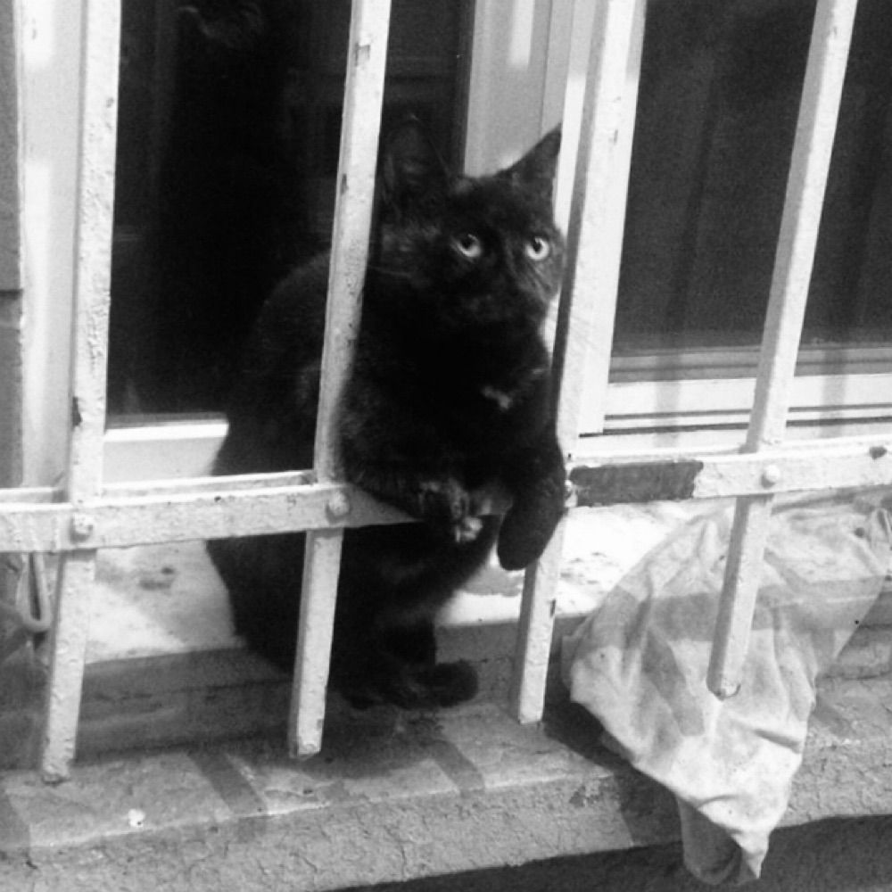 zucco