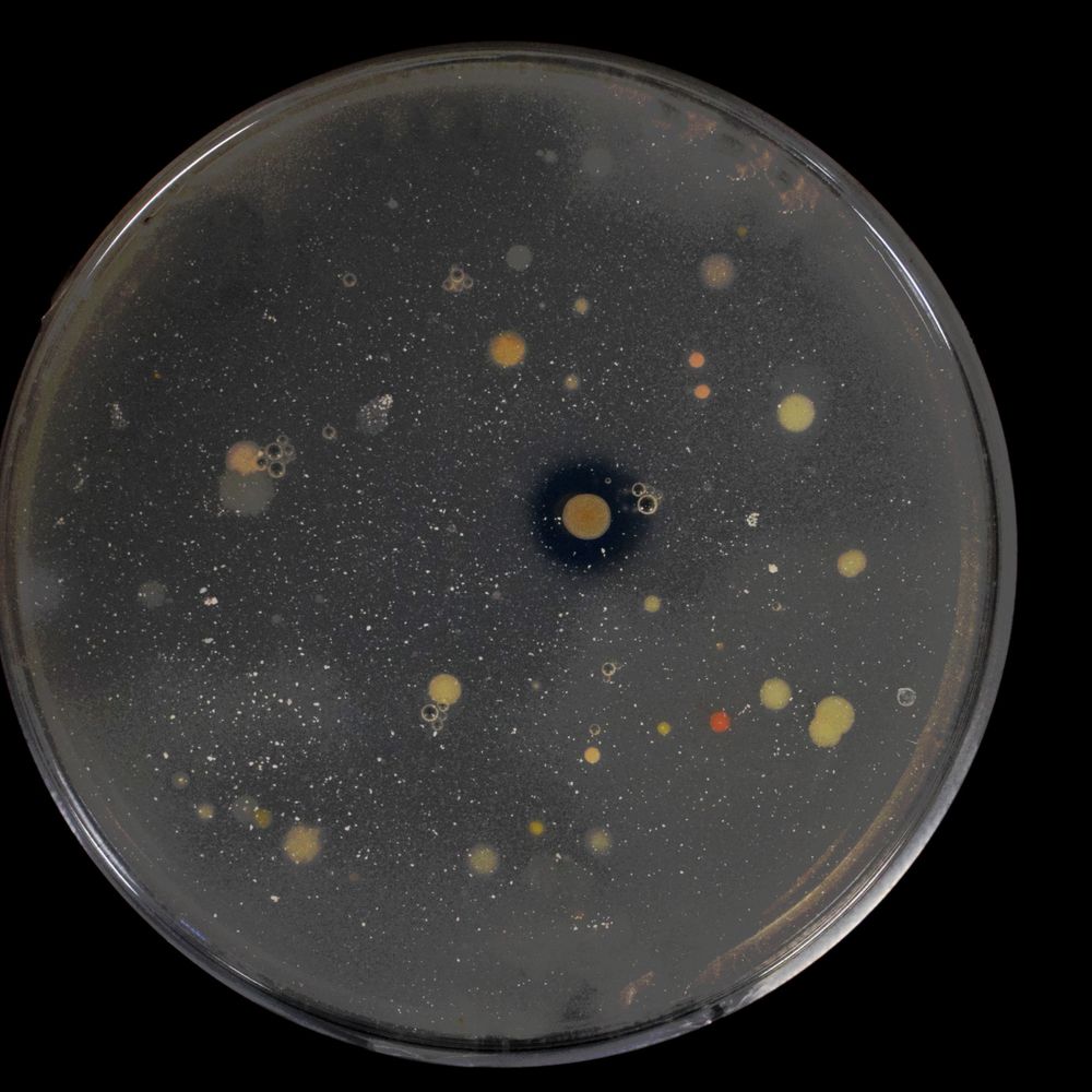 RhizoBioS Lab 🌾🧫🧬