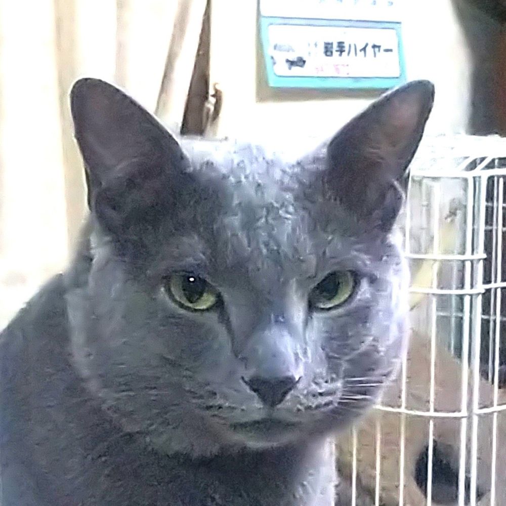 ネコトラ/Mr.Cattiger 🇯🇵