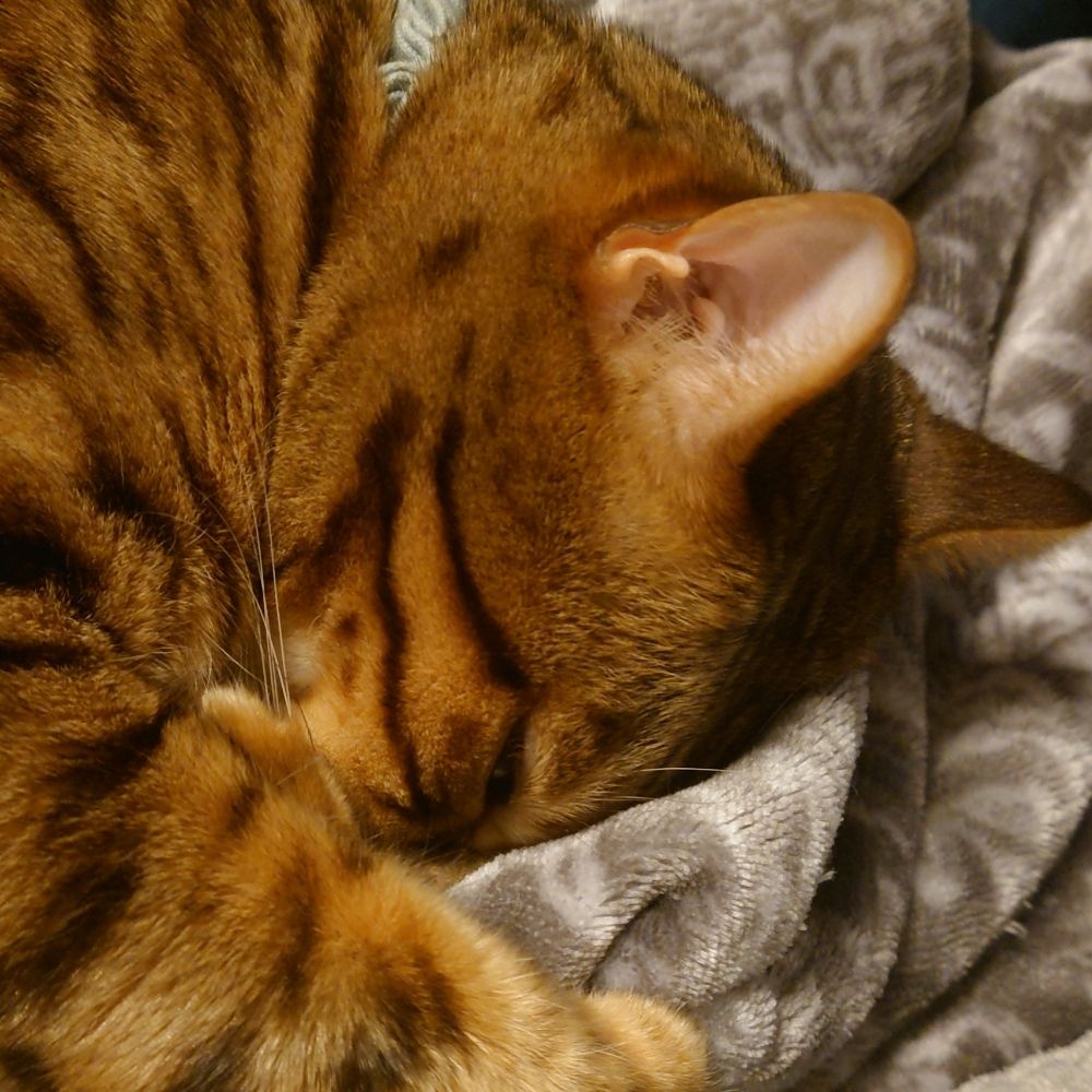 tim彦