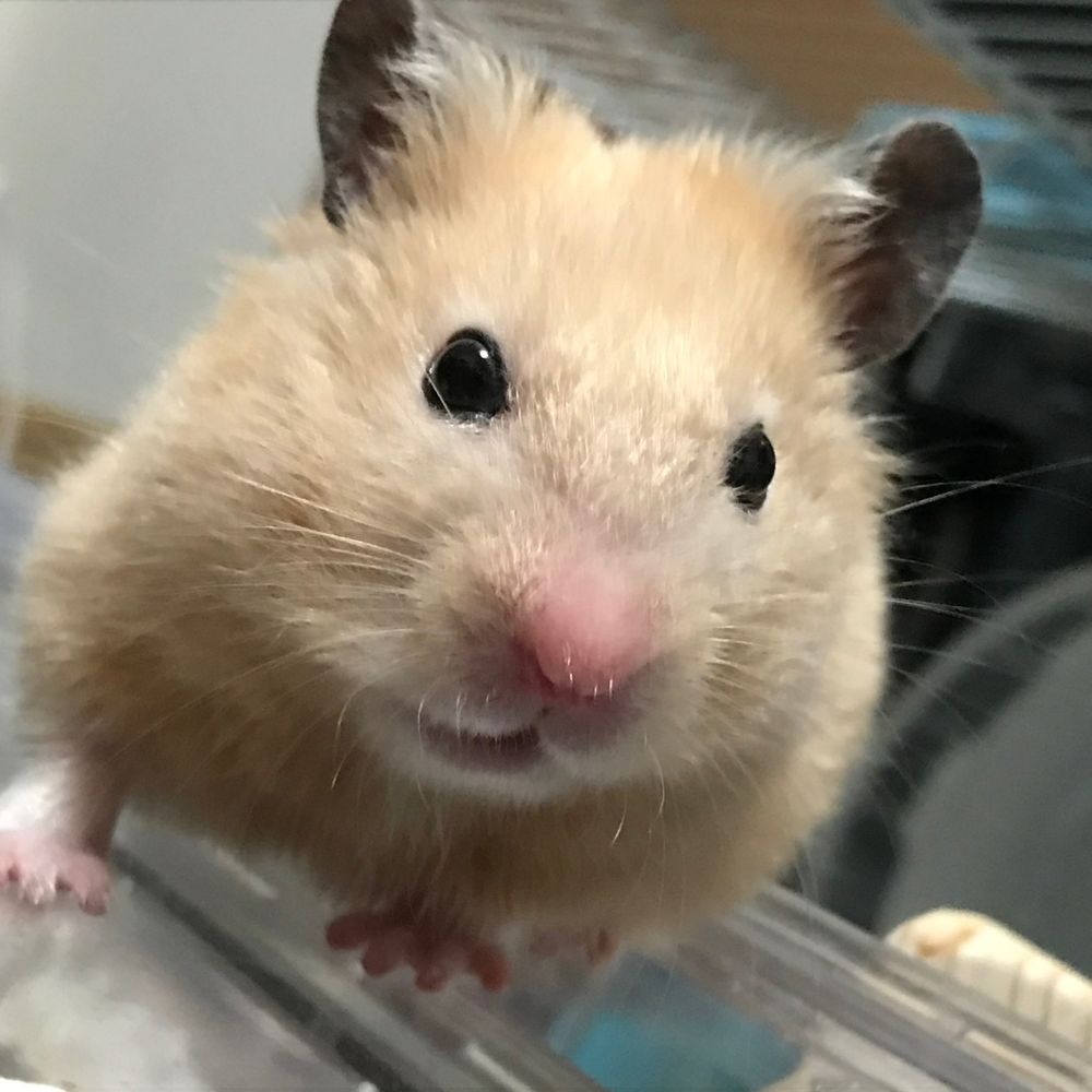 ジェットすずき