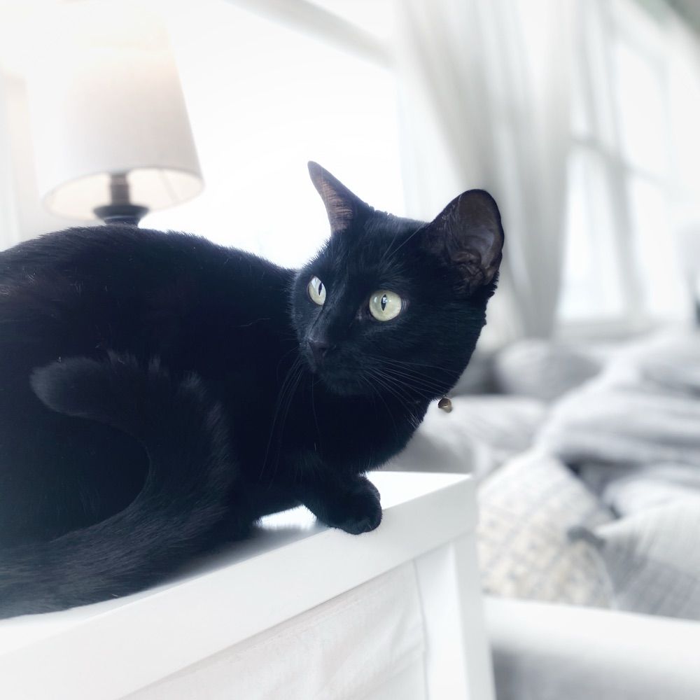 MinMeow_OwnsMe