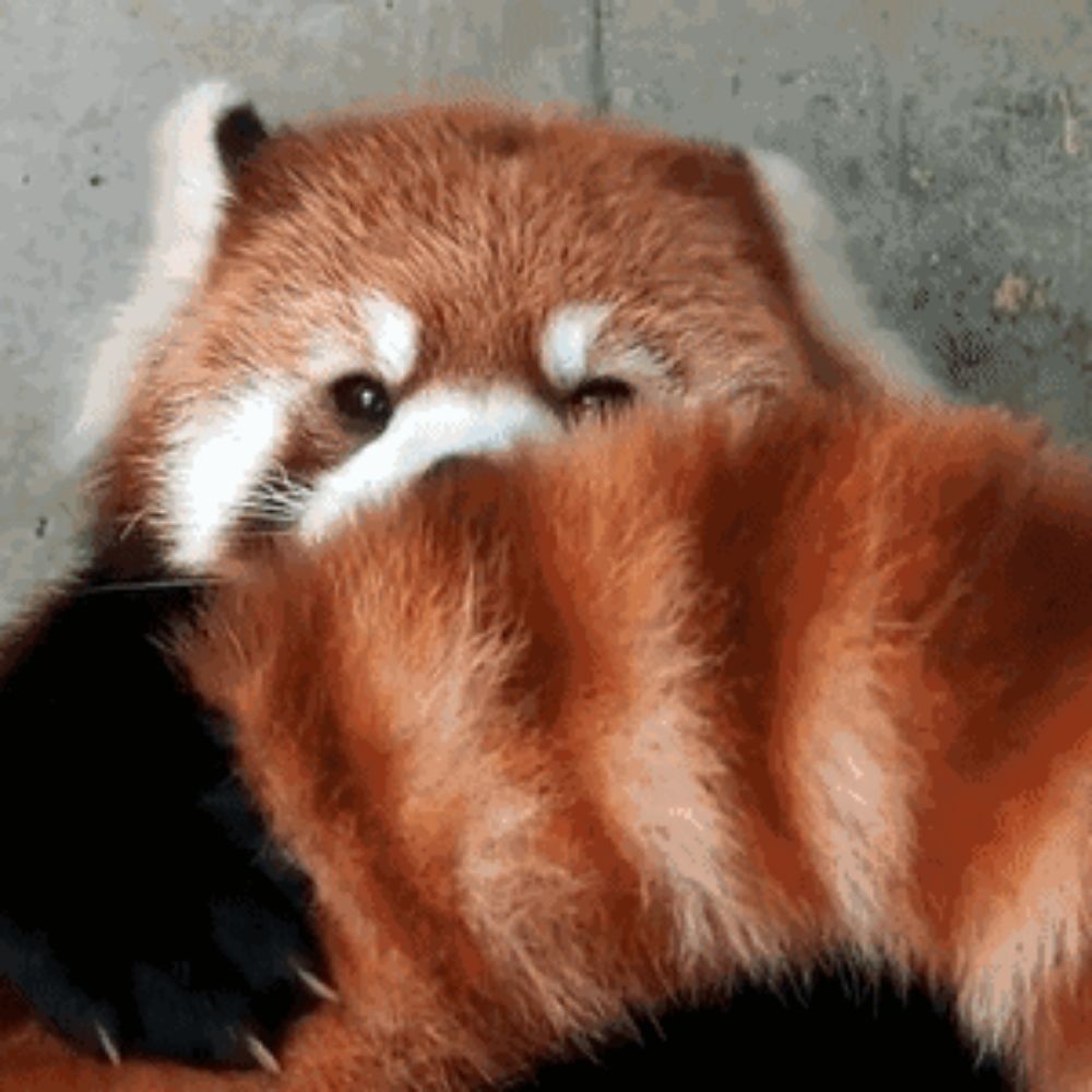 大水獭
