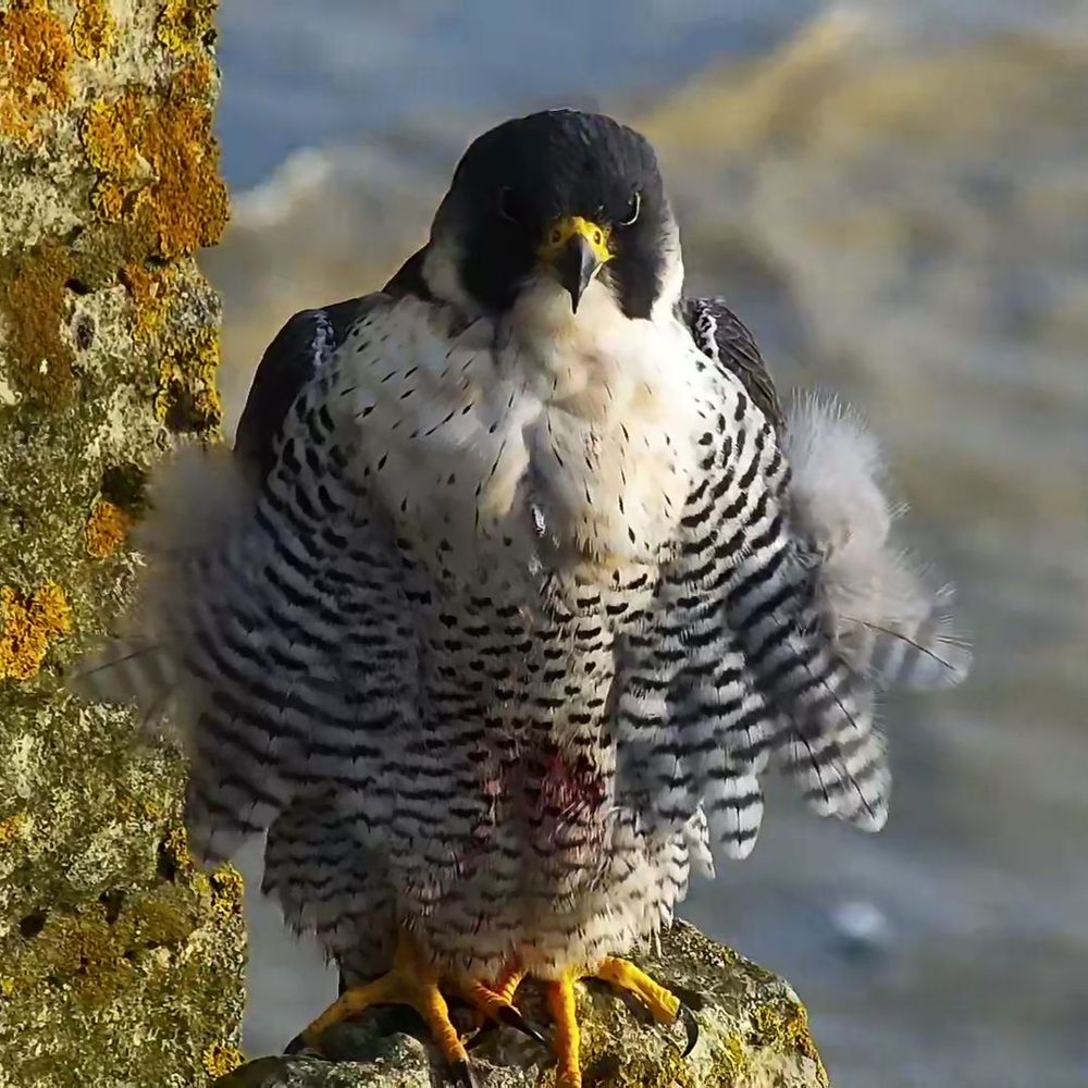 Cromer Peregrines 